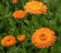 Ringelblume 'Ball's Orange'