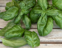 Basilikum 'Genovese'