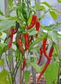 Peperoni  'De Cayenne'