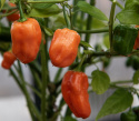 Chili 'Habanero Orange'