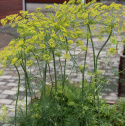 Dill 'Como'