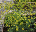 Dill 'Como'
