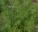 Dill 'Como'
