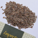 Dill 'Como'