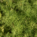 Dill 'Bouquet'