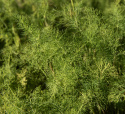 Dill 'Bouquet'