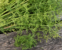 Dill 'Bouquet'