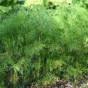 Dill 'Tetra' 