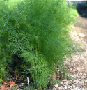 Dill 'Tetra' 