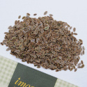 Dill 'Tetra' 