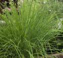 Schnittlauch 'Medium Leaf'