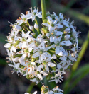 Schnitt-Knoblauch