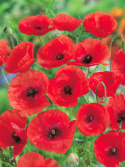 Klatschmohn
