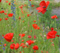 Klatschmohn