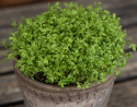 Gartenkresse