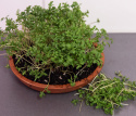 Gartenkresse