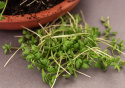 Gartenkresse