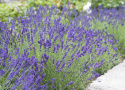 Lavendel