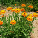 Ringelblume