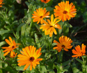 Ringelblume