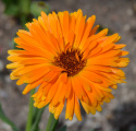 Ringelblume