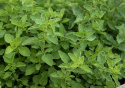 Griechischer Oregano