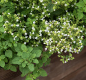 Griechischer Oregano