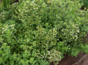 Griechischer Oregano