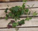 Griechischer Oregano