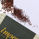 Griechischer Oregano