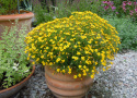 Gewürztagetes 'Signet Lemon'
