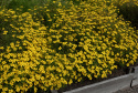 Gewürztagetes 'Signet Lemon'