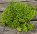 Krause Petersilie 'Grüne Perle'
