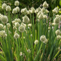 Lauchzwiebel  'Winter Nest'