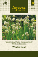Lauchzwiebel  'Winter Nest'