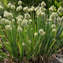Lauchzwiebel  'Winter Nest'