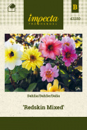 Dahlie 'Redskin Mixed'