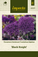 Halskraut 'Black Knight'