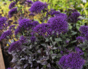 Halskraut 'Black Knight'