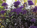 Halskraut 'Black Knight'