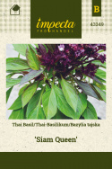 Thai-Basilikum 'Siam Queen'