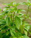 Limonen-Basilikum 'Mrs. Burns' Lemon'