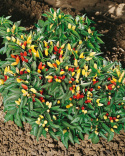 Chili 'Tabasco'