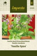 Vanille-Basilikum 'Vanilla Spice'