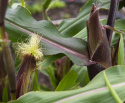 Popcornmais 'Bear Paw'