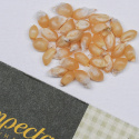Popcornmais 'Bear Paw'