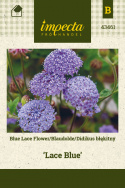 Blaudolde 'Lace Blue'