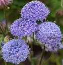 Blaudolde 'Lace Blue'