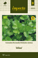 Koriander 'Atlas'