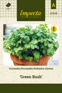 Koriander 'Green Bush'